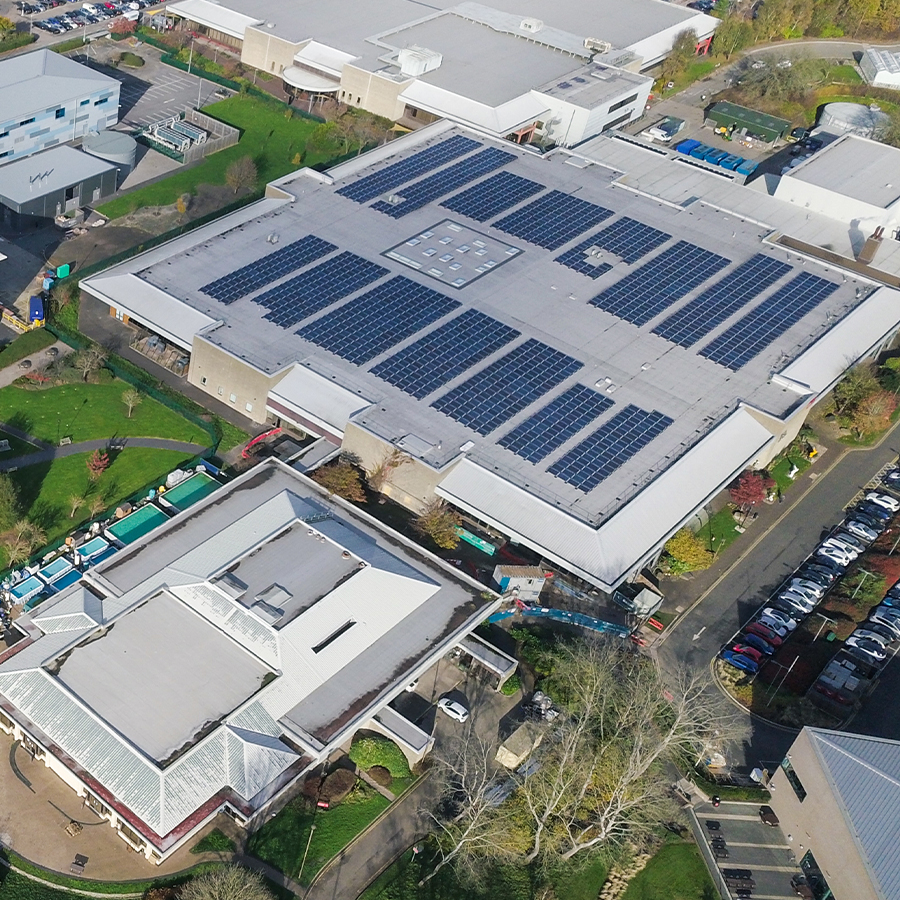 Transplanting Seedlings